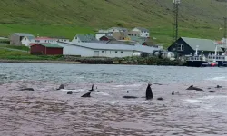 Faroe Adaları'nda balinalar köylüler tarafından katledildi