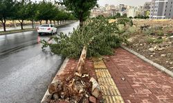 Şanlıurfa'da fırtına ve yağmur etkili oldu