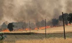 Uşak'ta hububat ekili alanda başlayan yangın ormana sıçradı