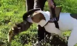 Esenler'de pitbull, saldırdığı kediyi parçaladı