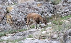 Erzurum'da yabani dağ keçileri görüntülendi