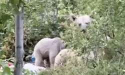 Piknik yapmaya giden vatandaşları ayı kovaladı