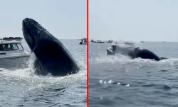 Kızgın balina tekneye saldırdı! Korku dolu anlar