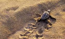 İzmir'de kıyıya vuran caretta caretta tedavi altına alındı