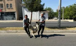 Sokak köpeği düzenlemesi TBMM'den geçti! İlk uygulama Diyarbakır'da