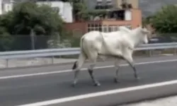 Hatay'da tırdan kaçan angus ekiplere zor anlar yaşattı