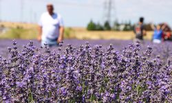 Lavanta tarlaları Tekirdağ'ın turizmine önemli katkı sunuyor