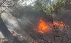 İzmir'de orman yangını