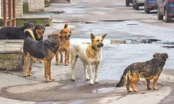 Başıboş köpeklere yönelik kanun teklifi Genel Kurul'da