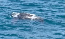 Uzmanlardan uyarı! Okyanuslarda görülen deniz kaplumbağası İstanbul'da görüldü