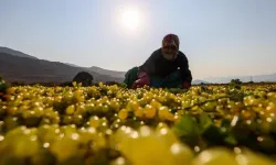 Ege'de Sultani çekirdeksiz üzümün hasadı erken başladı