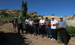 Kahramanmaraş'ta ata tohumu domatesin hasadı at ve katırlarla yapılıyor