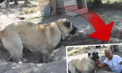 Kangal köpekleri sıcaktan korunmak için kullanılan yöntem