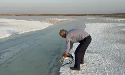 Uçarken çiftliğe düşen yavru flamingoyu hayata bağladı