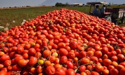 Salçalık domateste fiyat krizi! Tezgaha gelene kadar fiyatı 10 kat artıyor