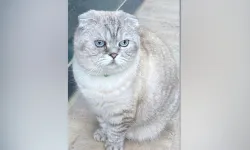 Malatya'da kedi Yumoş'u bulana 15 bin TL para ödülü