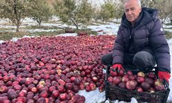 Karlı dağlarda zorlu elma hasadı