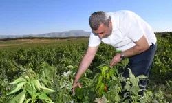 Malatya'da kapya biber hasat sonrası ABD'ye ihraç ediliyor