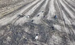 Tekirdağ'da jandarmadan kaçan göçmenler tarlada yakalandı