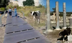 Patara'ya inek tehdidi: Antik kent içerisindeki yürüyüş yollarına zarar veriyor