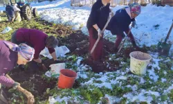 Artvin'de kar altında hasat