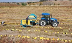 Nevşehir'de patatesin yerini kabak çekirdeği üretimi aldı