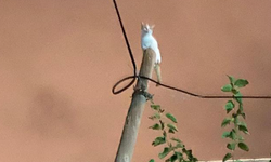 Kedi çıktığı direkte mahsur kaldı