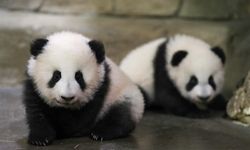 Belçika'daki panda yavruları Çin'e dönüyor