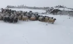 Artvin’de kar yağışı sürü sahiplerine zor anlar yaşattı