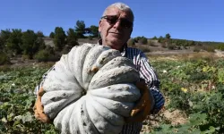 Bilecik'in uzun raf ömürlü kestane kabağında hasat başladı