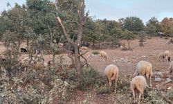 Gediz'de ayı koyunu parçaladı, çobanlar tedirgin