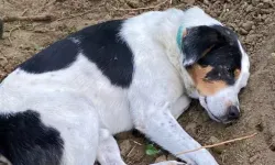 Ölen sahibinin köpeği mezarının başından ayrılmıyor