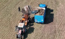 Erzincan'da pancar hasadı başladı