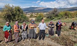 Kütahyalı çiftçiler arpa, buğday yerine daha kârlı olan patates üretimine yöneldi