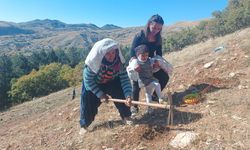 Tunceli’de bin meşe palamudu toprakla buluşturuldu