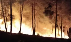 Kütahya'daki orman yangını kısa sürede söndürüldü