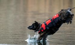 Jandarmanın sahadaki yardımcısı: Hassas burunlu kadavra köpekleri