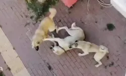 Bilecik'te sahipsiz köpek korkusundan sokağa çıkılamıyor