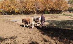 Bu köydeki tarım halen karasabanla yapılıyor