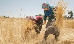 Yerel üretimde çiftçilerin ekonomiye etkileri