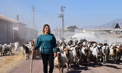 Üniversiteli anne hem koyunlarına hem de kendi kuzusuna bakıyor