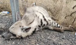 Şanlıurfa'da çizgili sırtlan yolda ölü bulundu