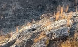 Adıyaman'da çizgili sırtlan görüldü