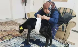 Veterinerin ölür dediği buzağıya sevgi ve merhametle bakıyor