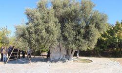 Mersin'de bin 300 yıllık zeytin ağacından hasat yapıldı