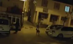 Elazığ'da başıboş sokak köpeği sorunu sürüyor