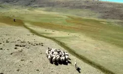 Kaybolan koyunları, öğretmen dronla buldu