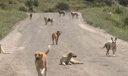 Başıboş sokak köpekleri beyaz kanser tehlikesi yayıyor! Beyaz kanser nedir?