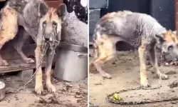 Sahiplerinin terk ettiği Alman kurdunun 12 haftada inanılmaz değişimi