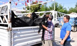 Mersin'de 5 yılda 300 üreticiye 7 bin 500 küçükbaş hayvan desteği